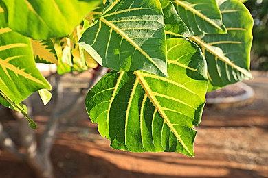 《幽浮2》Steam遭遇差评轰炸 2K启动器成罪魁祸首