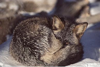 《火焰纹章：结合》扩展包第3弹3月8日上线 新增纹章士