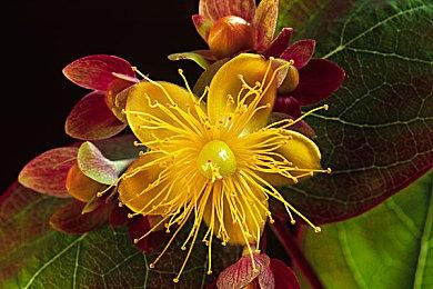 《宝可梦GO》2025愚人节活动详情公开 活动持续一整天